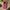 Impact-Resistant Phone Case- Valentine Pink