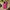 Impact-Resistant Phone Case- Valentine Pink
